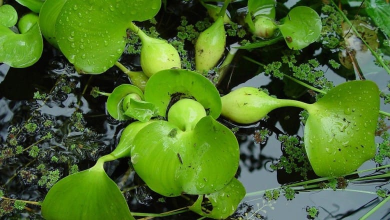 lục bình bèo tây xử lý bùn thải